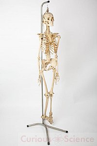 Vintage Human Teaching Skeleton